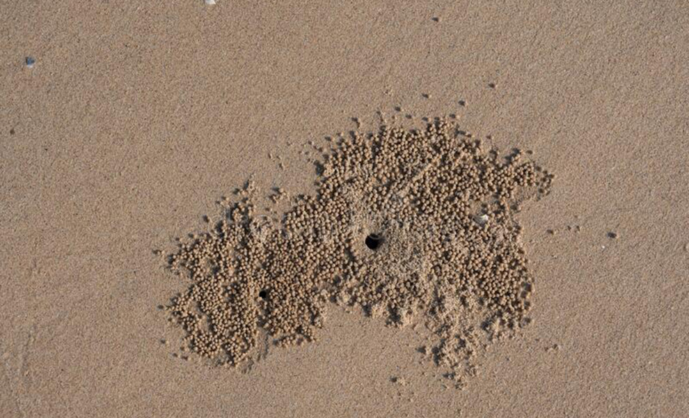Мужчина увидел пузыри воздуха на пляже и решил копнуть лопатой. Через несколько секунд он достал краба размером с кота