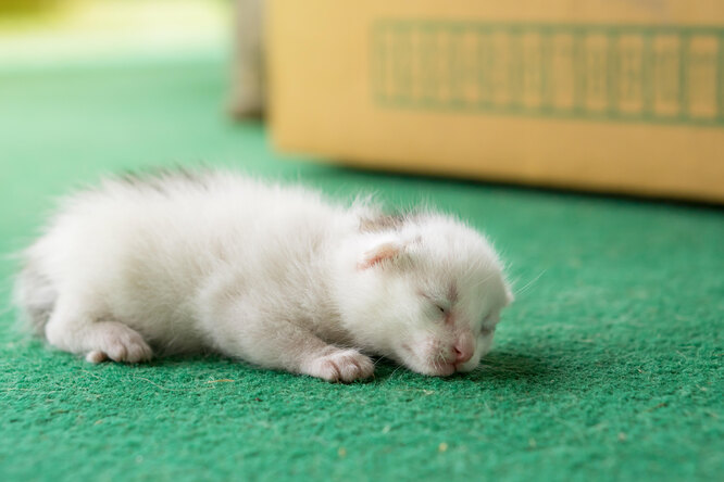 Кошка не принимает новорожденных котят: возможные причины может, котят, кошки, кошка, когда, могут, чтобы, сразу, самки, потому, бывают, время, сильно, нужно, котенка, отказаться, животные, случаи, случаях, помет