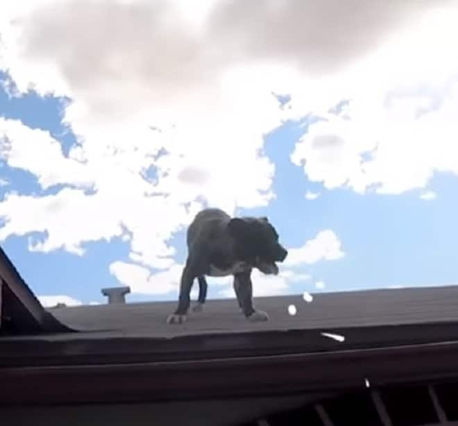 Собака на крыше