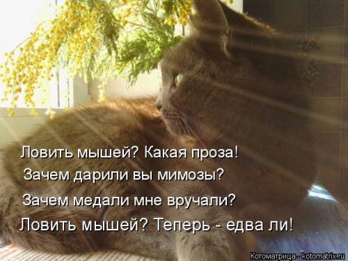 Лучшая котоматрица недели  смешные картинки