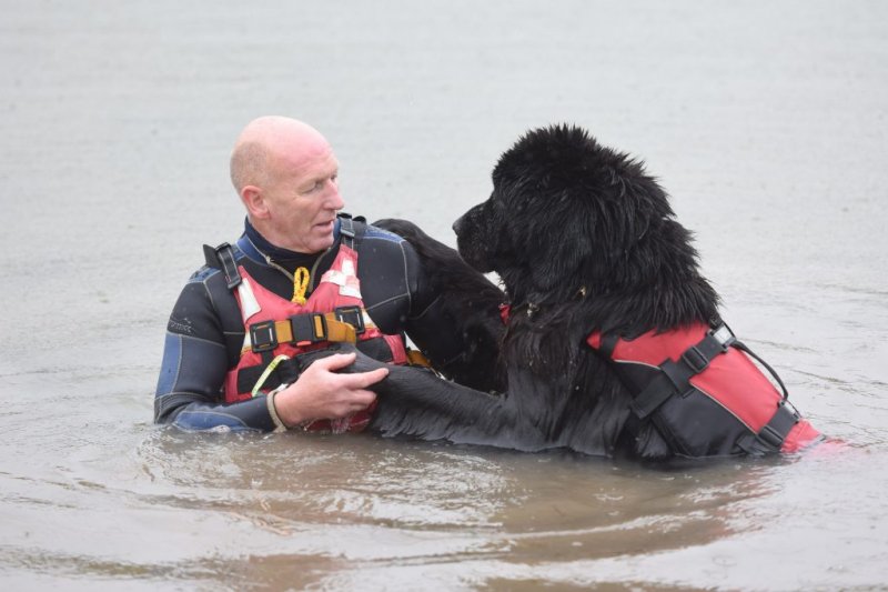 Ньюфаундленды - нежные гиганты, которые спасают жизни Ньюфаундленды - нежные гиганты, которые спасают жизни