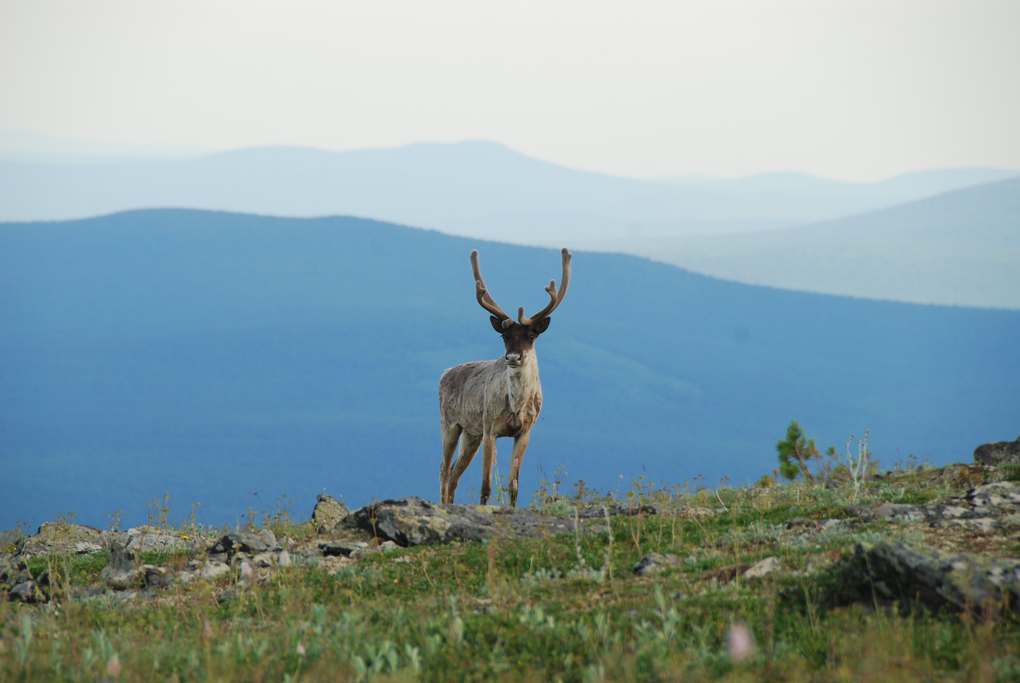 Северный Урал. По стране каменных городов Северный Урал. По стране каменных городов природа