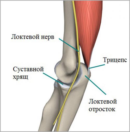 Локтевой отросток. Локтевой нерв анатомия. Нервы локтевого сустава анатомия. Локтевой сустав локтевой отросток анатомия. Локтевой отросток нерв.