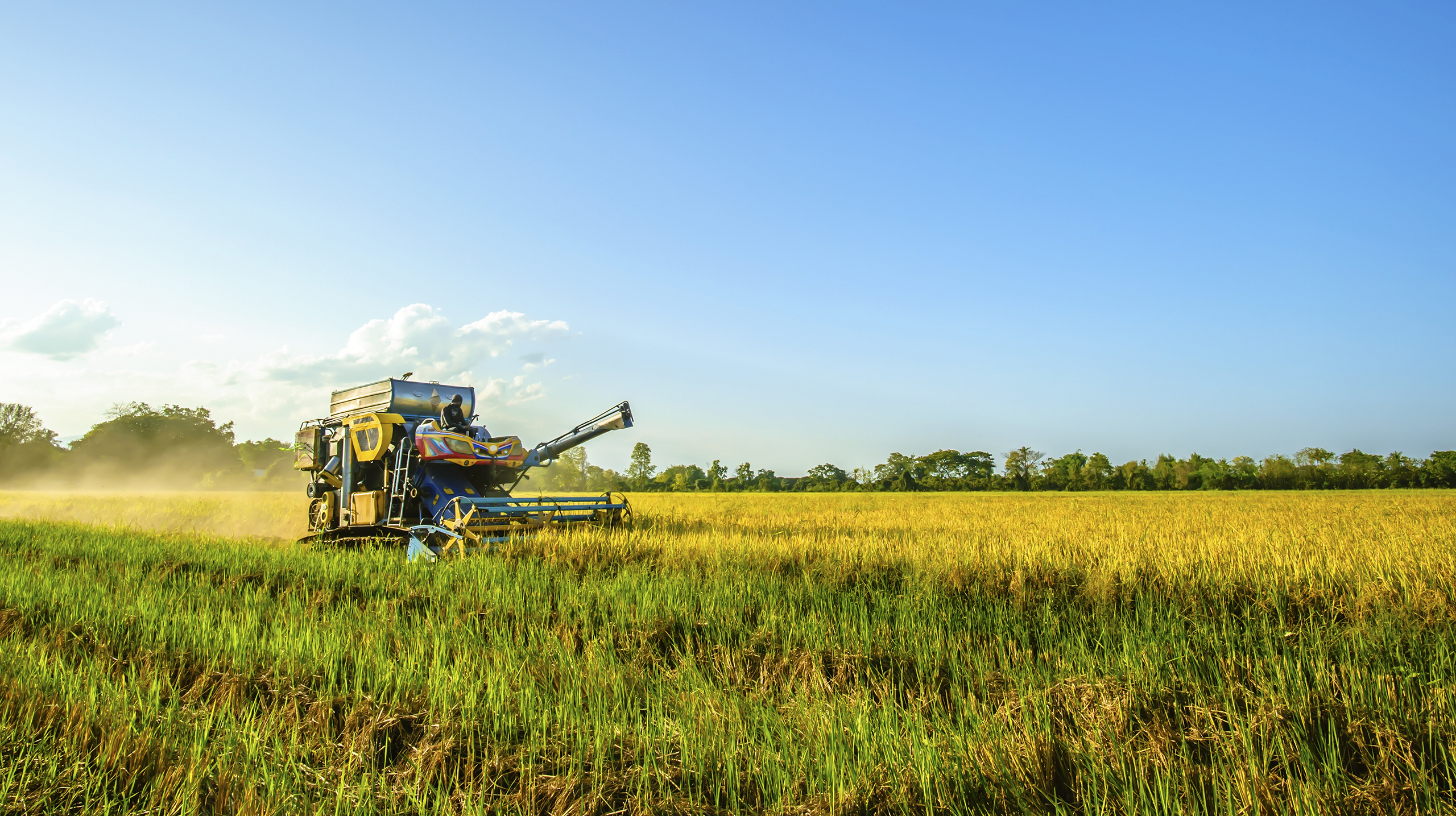 Как выращивают рис зерно, которые, выращивают, всего, многих, срезают, растения, горных, больше, самых, этого, выполняют, начинается, идеально, ценят, машинам, рассада, оболочку, колено, регионах