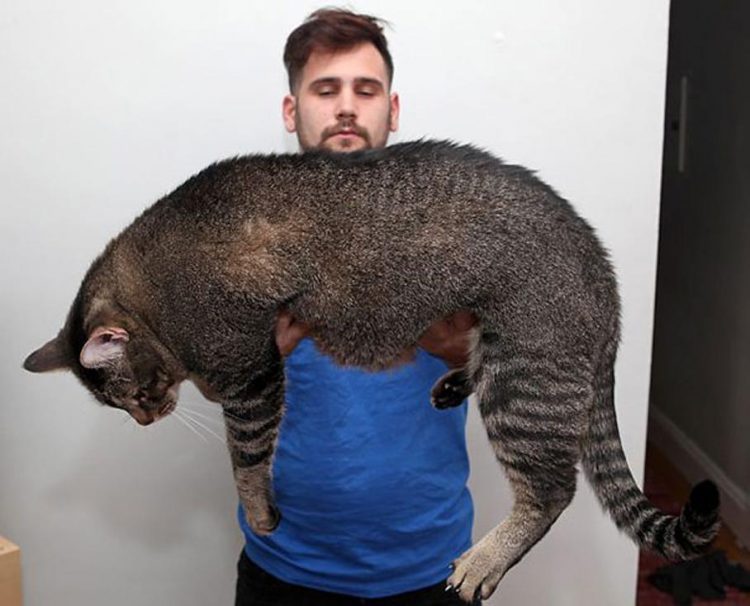 Самые большие домашние кошки в мире