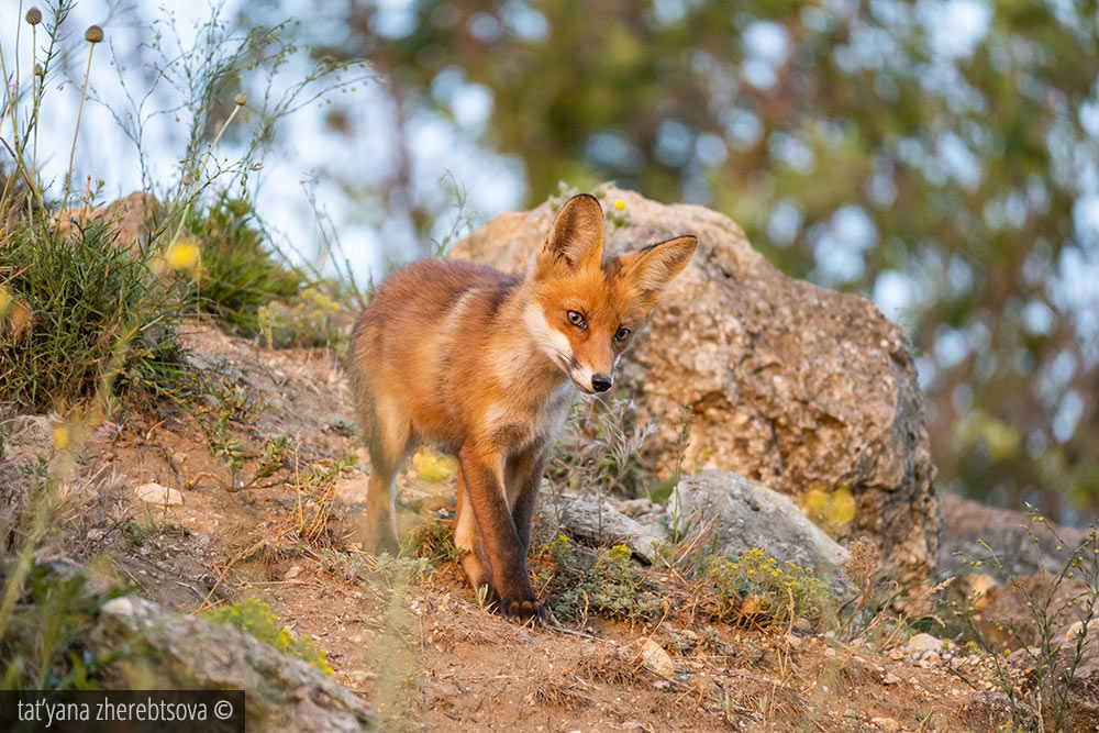 Дневник фотоохотника: как фотографировать лису Дневник фотоохотника: как фотографировать лису