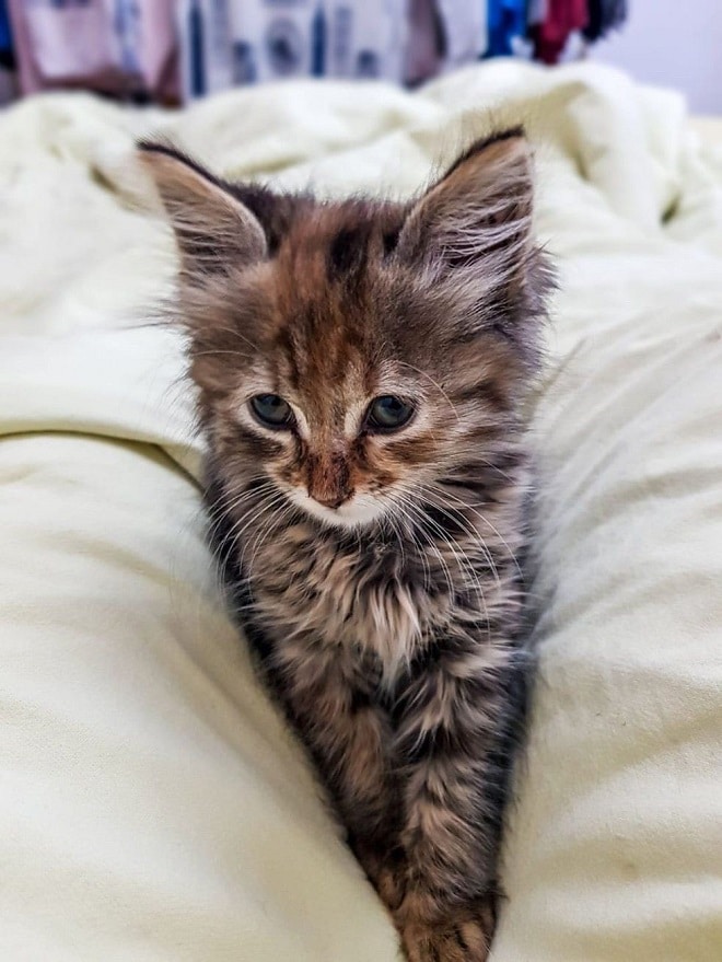 Котенок сидит 