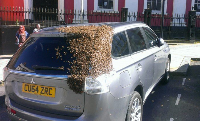 Огромный рой пчел облепил машину и два дня преследовал ее Англия,машина,новости,Пространство,пчелы