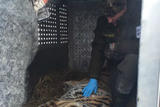 Измученная тигрица со сломанными зубами и когтями вышла к людям и попросила помощи амурский тигр