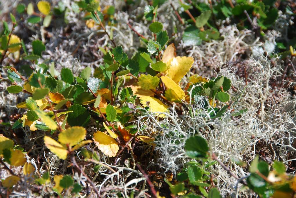 Северный Урал. По стране каменных городов Северный Урал. По стране каменных городов природа