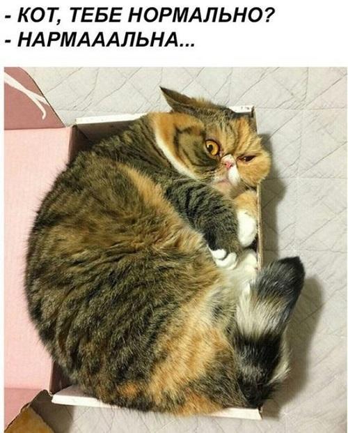 Свежая выжимка юмора из сети Свежая выжимка юмора из сети