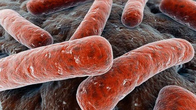 Самые опасные в мире бактерии для человека бактерия, заболевание, палочка, может, человека, стафилококк, является, развивается, туберкулез, около, сифилис, правило, ежегодно, вызывая, Staphylococcus, поражает, pallidum, которого, приводит, tuberculosis