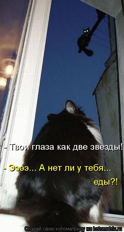 Свежая котоматрица (29 фото)