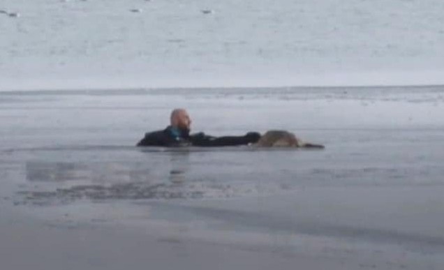 Несчастная собака находилась в ледяной воде и уже не ждала никакого спасения