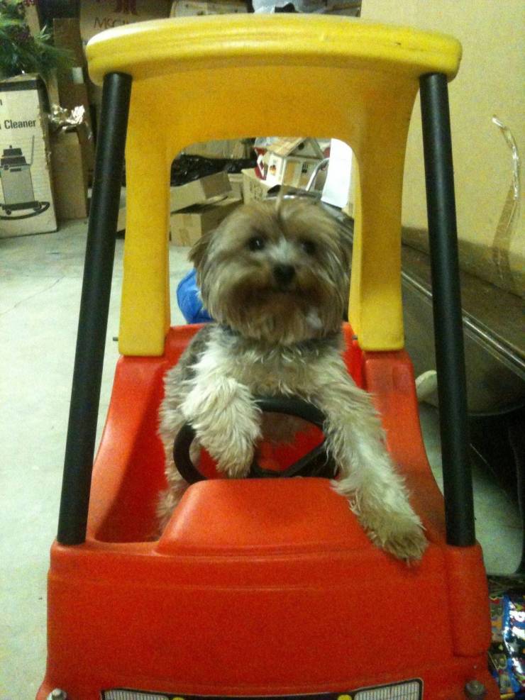 Подборка прикольных картинок  приколы,смешные картинки,юмор