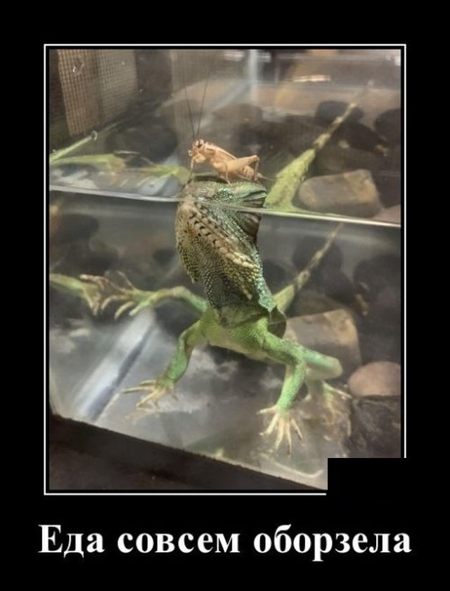 Забавные и веселые жизненные демотиваторы 