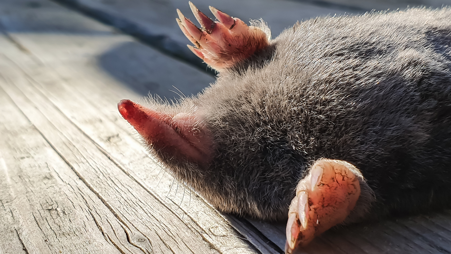 крот, спячка