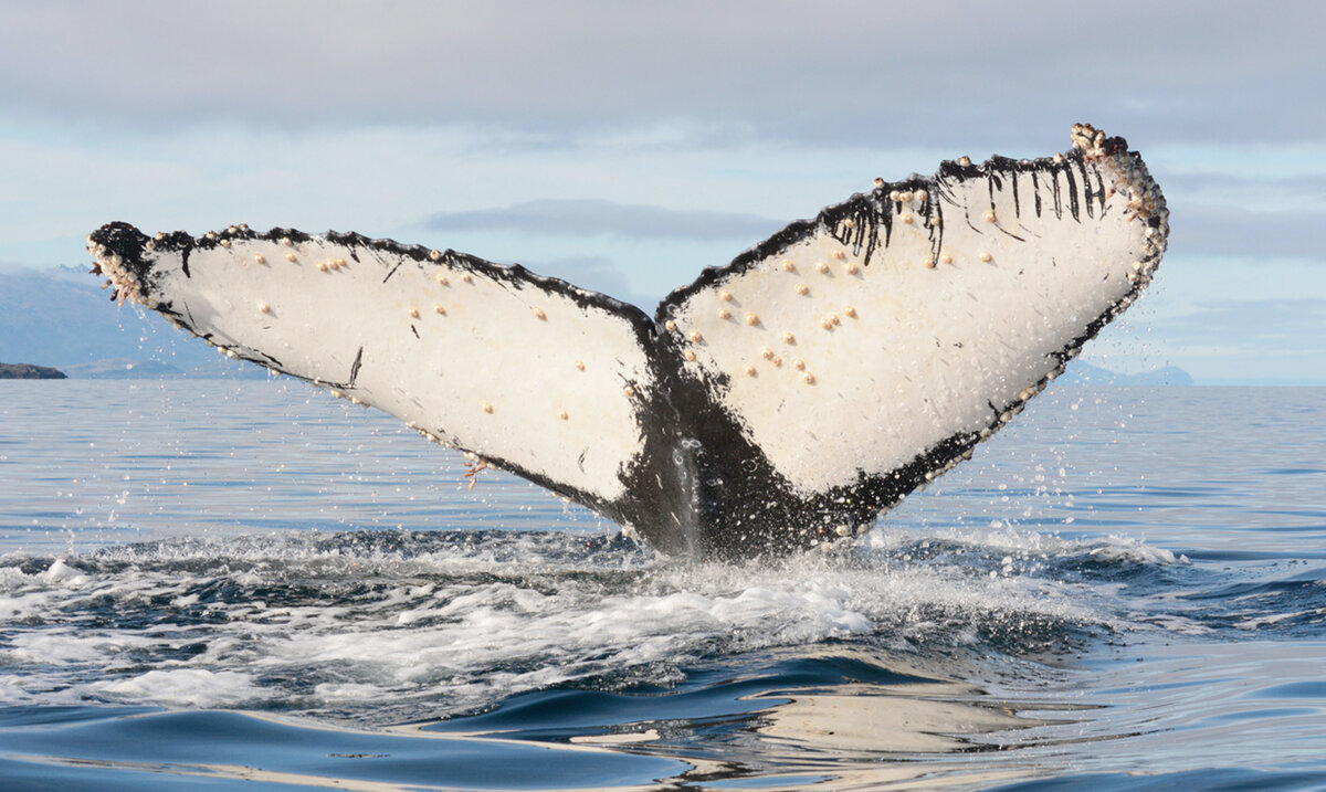 Хвост кита (источник https://stri.si.edu/sites/default/files/story/images/killer_whale_thumbnail.jpg)