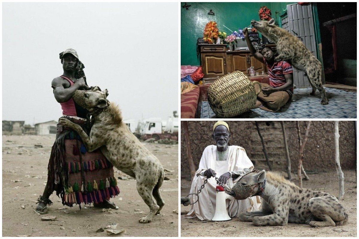 Приручение гиен в Африке Африка  ,гиены  ,животные,интересное,факты,  приручение  