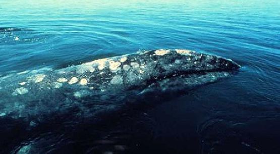 Виды китов: список, фото. Зубатые киты: виды