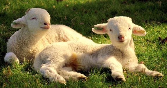 В Париж вместо газонокосилок завезли карликовых овец и сдают их в аренду