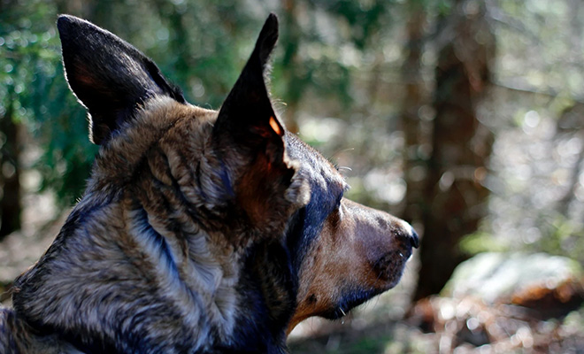 Отгоняли волков: собаки нашли заблудившуюся девочку в лесу и охраняли от хищников, пока не пришли люди 