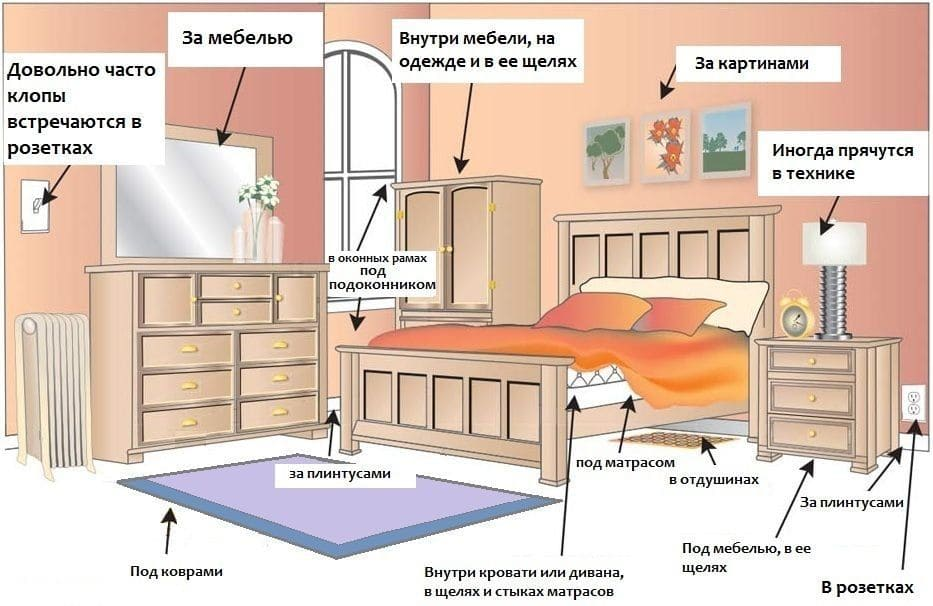 Постельный клоп: 3500 лет войны против человечества. Почему мы до сих пор не можем их победить? быт,дом,насекомые,полезные советы