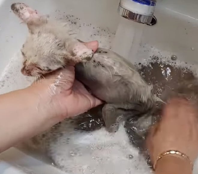 Котенок в ванной