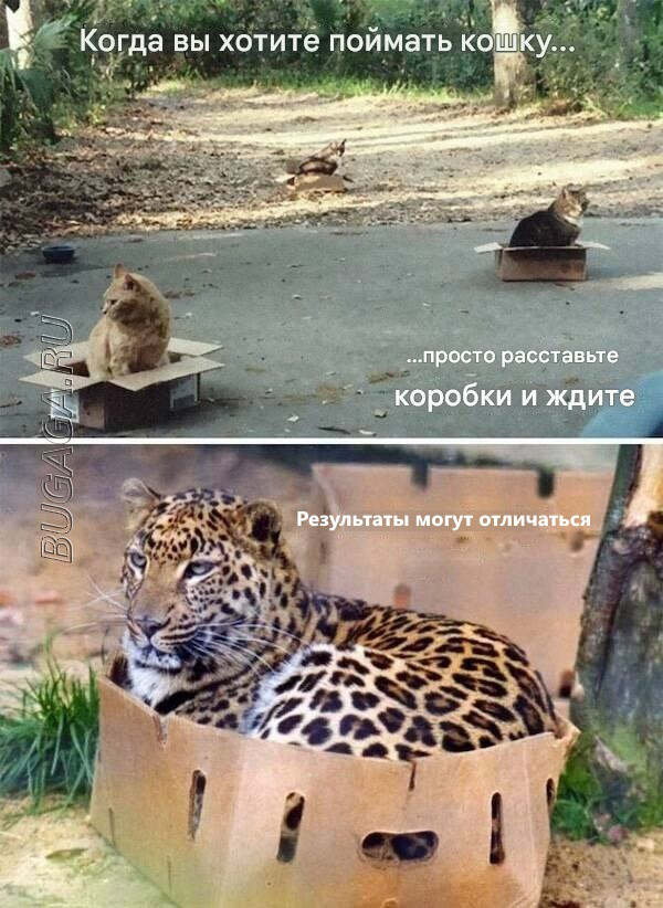 Прикольные мемы для любителей животных Прикольные мемы для любителей животных