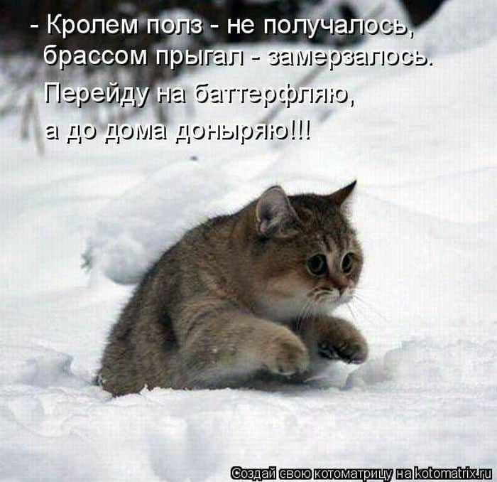 Возможно, это изображение (кот и текст «-кролем полз не получалось, брассом прыгал- замерзалось. перейду на баттерфляю, a до дома доныряю!!! создай свою котоматрицу Hakotomatrix.ru»)