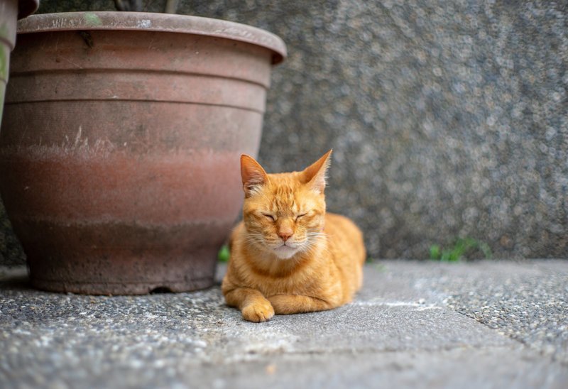 Очень колоритные уличные коты город, кот, кошка, уличная жизнь, уличный кот, эстетика