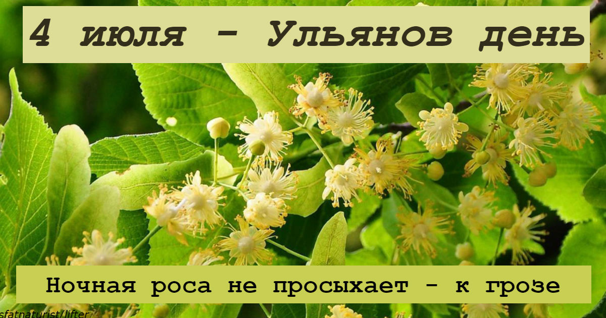 Кто рождается 4 июля. Ульянов день 4 июля. 4 Июля народный календарь. 4 Июля день липы. Открытка с цветущей липой.