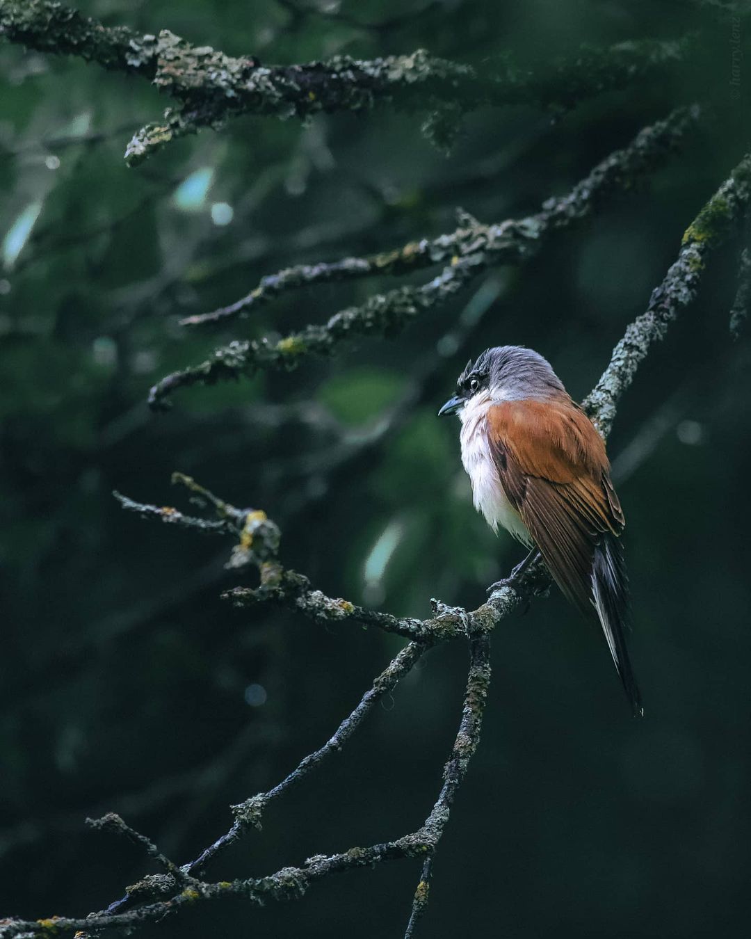 Фотограф-путешественник Гарри Томлянович открывает красоту мира 