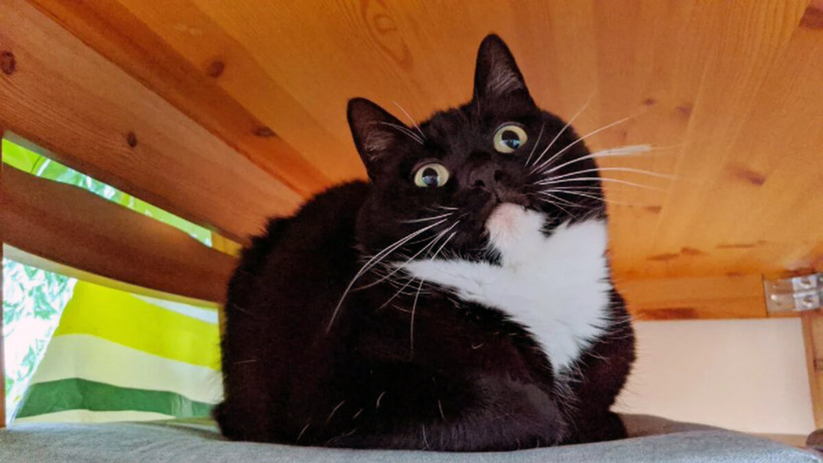 Кладбище домашних вещей