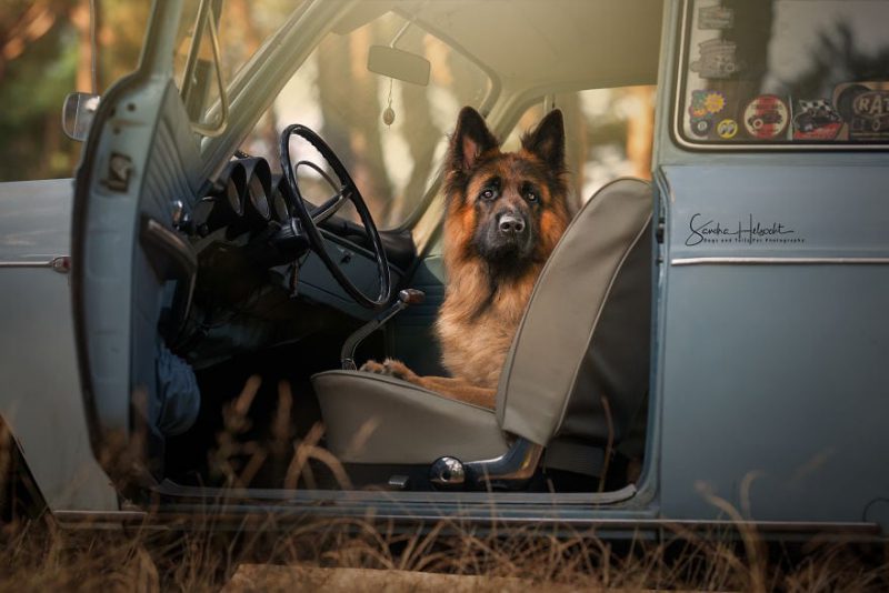 Идеальное сочетание: собаки и винтажные авто авто,автомобиль