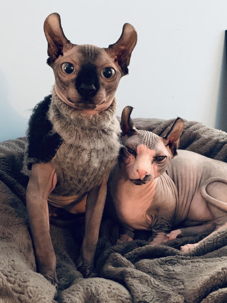 20 домашних питомцев, у которых есть свои особенности, но это не делает их ужасными 20 домашних питомцев, у которых есть свои особенности, но это не делает их ужасными