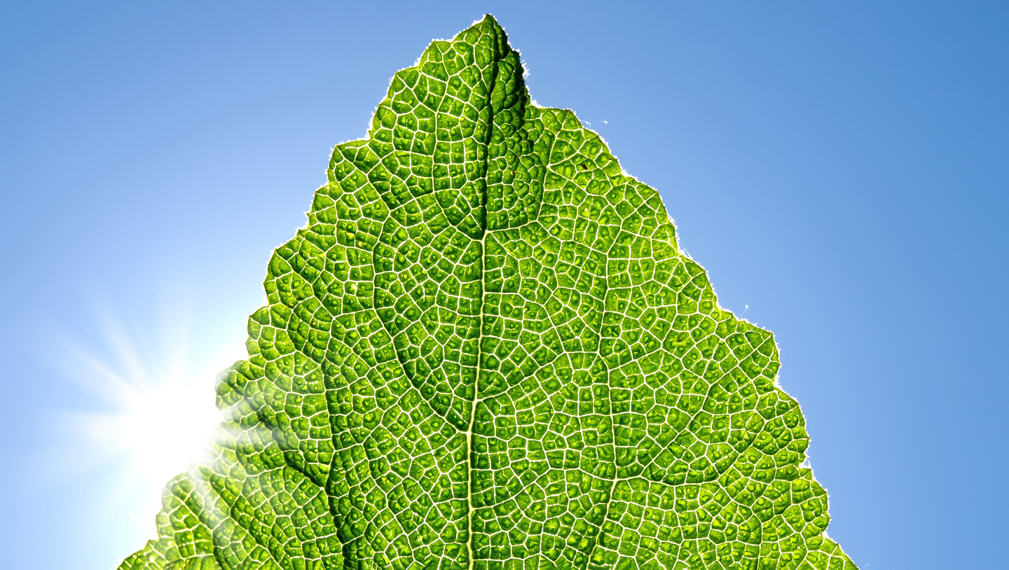 фотосинтез