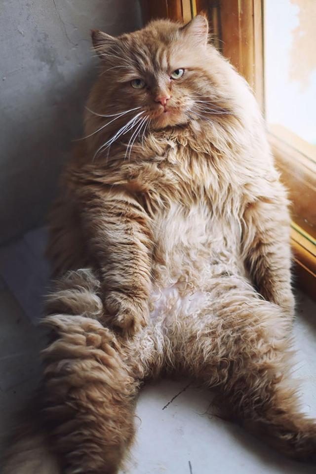 Самые большие домашние кошки в мире