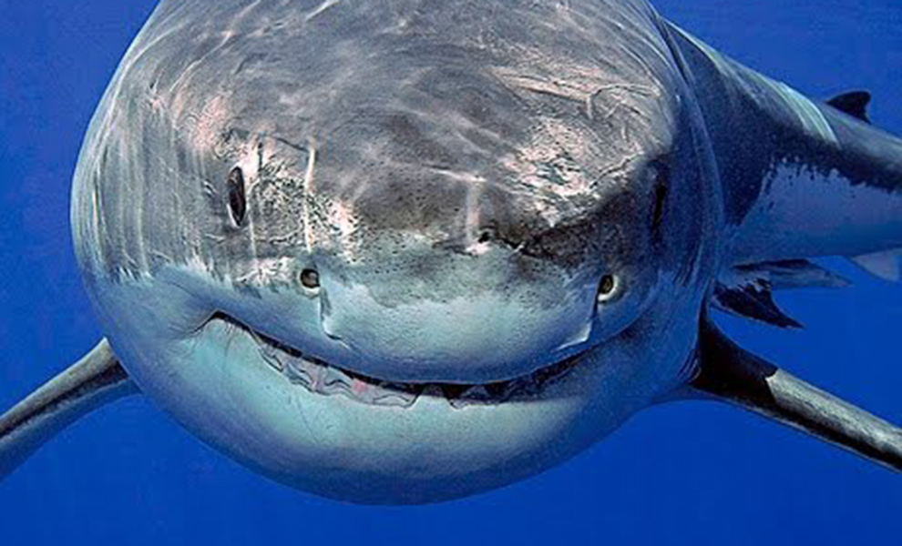 Белая акула оказалась не самым опасным охотником: на видео впервые сняли, как ее догоняют косатки