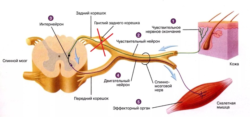 Как 17 обезьян спасли тысячи людей обезьяны, рукой, после, мозга, Тауба, операции, инсульта, животных, время, можно, Пачеко, Алекс, Через, эксперименты, конечность, макака, потом, человека, перед, лаборатории