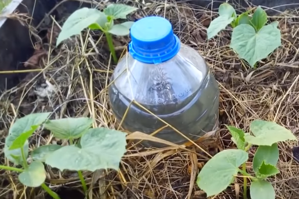 Самодельный капельный полив. Рассада увлажнена всю неделю