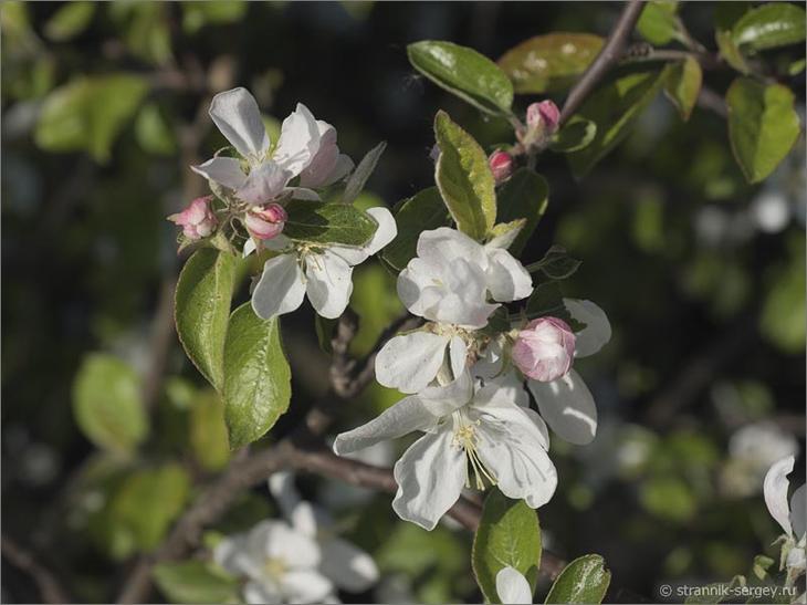 В краю диких яблонь Дикие яблони яблоневые сады яблони цветение яблонь цветущие яблони яблони в цвету весна фото природа пеший поход