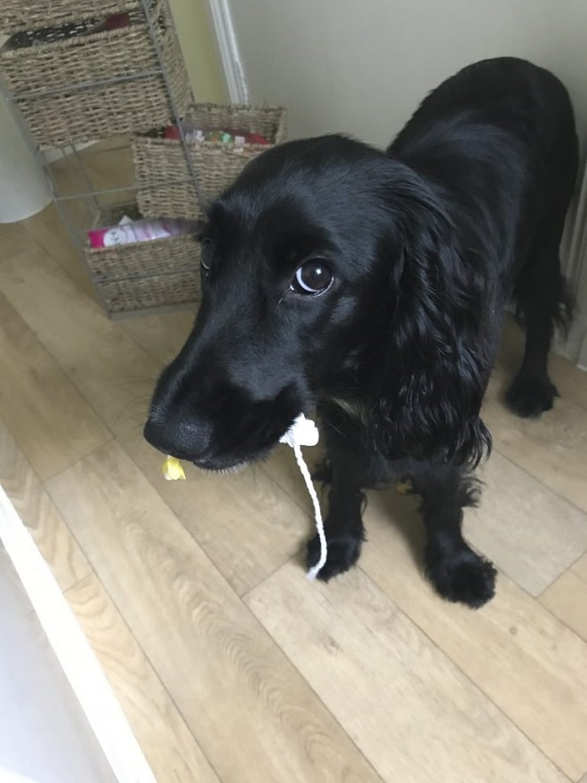 Собака стоит