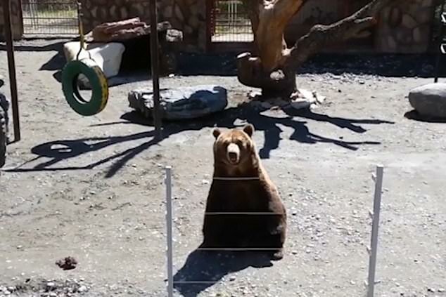 Вежливый медведь помахал лапой посетителю зоопарка история,медведь,турист