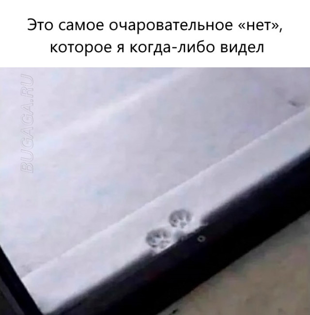 Прикольные мемы для любителей животных Прикольные мемы для любителей животных