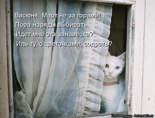 Свежая котоматрица для всех на выходные 