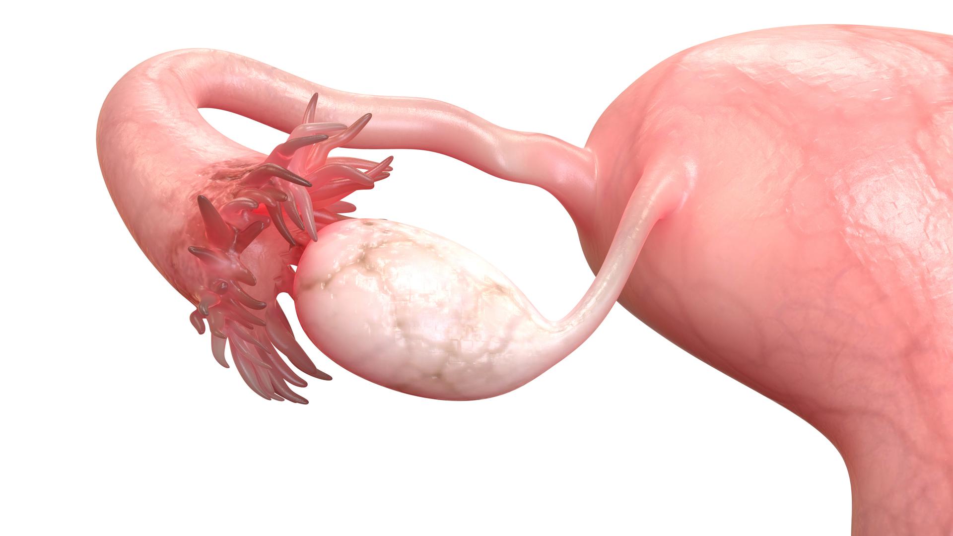 Анатомия женских яичников