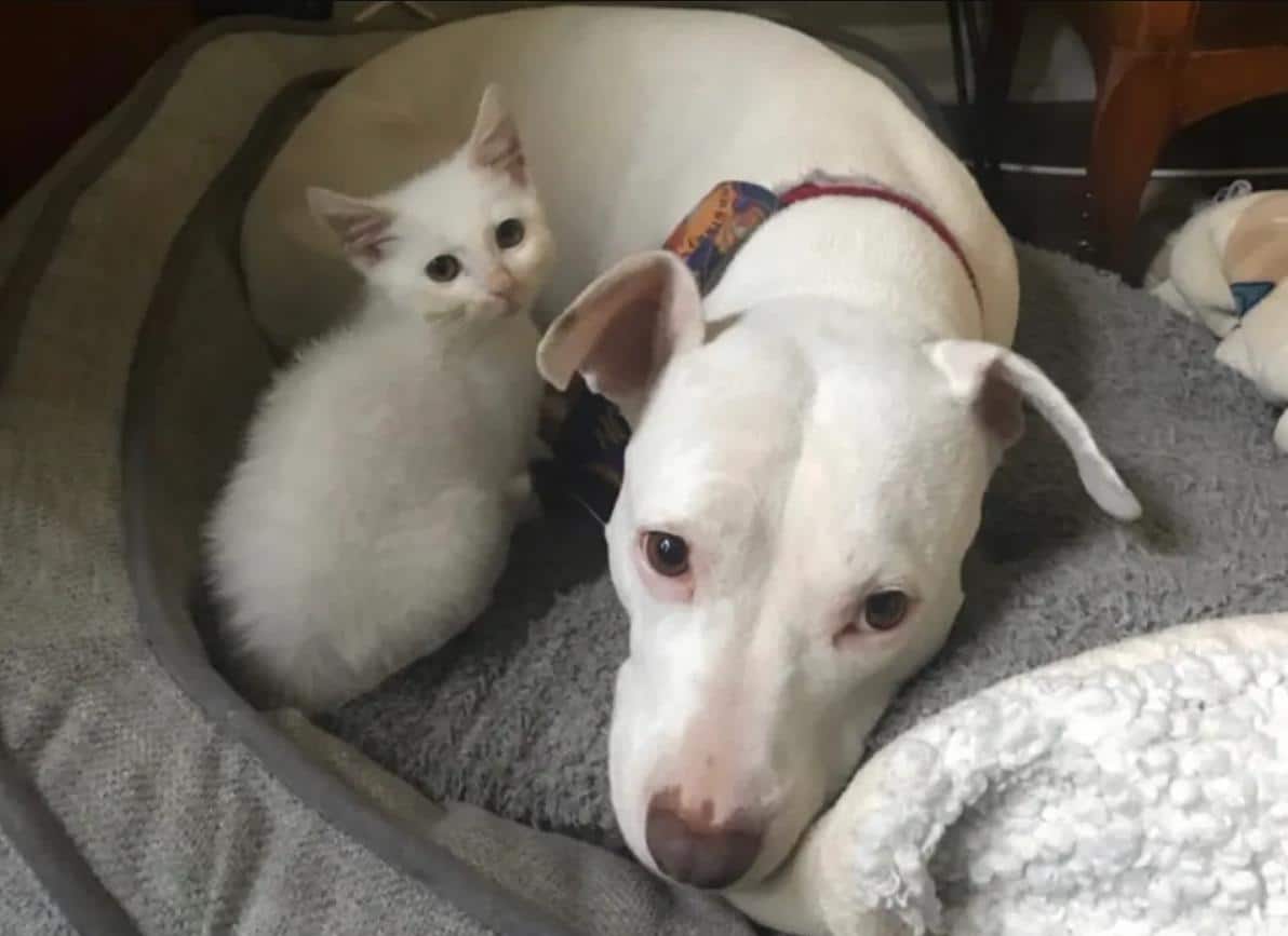 Котенок был настолько слаб, что и стоять не мог. Умная собака взяла малыша под свою опеку Котенок был настолько слаб, что и стоять не мог. Умная собака взяла малыша под свою опеку не всё так грустно