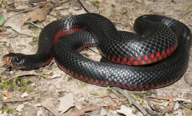 Самые опасные змеи Австралии: фото и описание