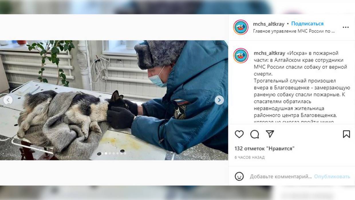 Пожарные спасли жизнь раненой и замерзающей собаке в Алтайском крае Пожарные спасли жизнь раненой и замерзающей собаке в Алтайском крае Общество
